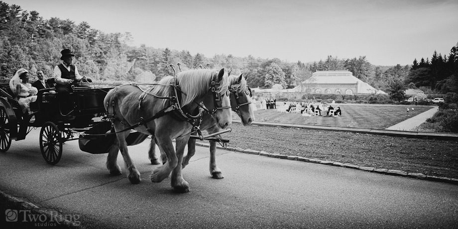 Horse and carriage at Biltmore wedding