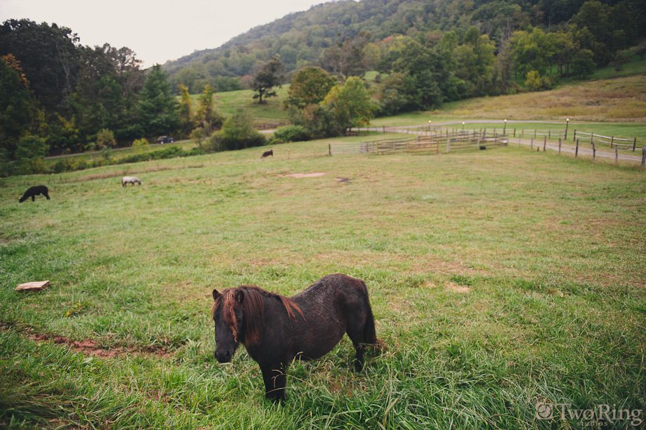 Pony in field