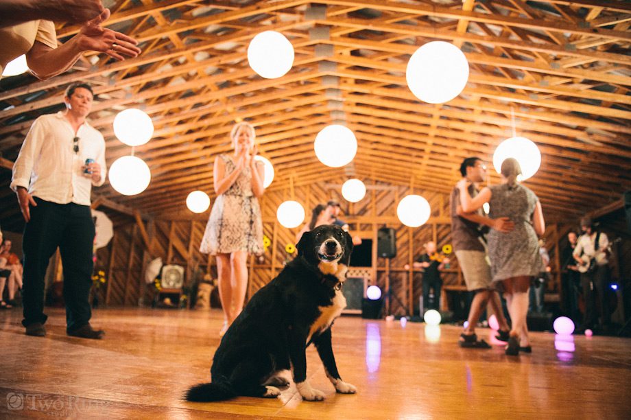 Dog on the dance floor